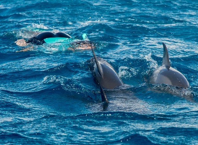 POTOPISNO PREDAVANJE SATAYA -V GLOBINO, K BOŽANSKIM BITJEM - DELFINOM
